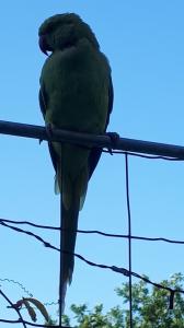 Leentje 06 Halsbandparkiet